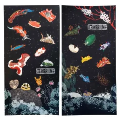 Nudibranchs Bandana -CRESI Dive Shop oceanarium nudibranchs bandana 2